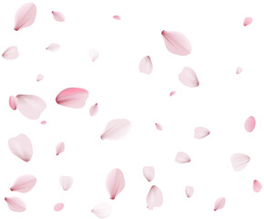 The wind blows sakura petals, nice modern texture.