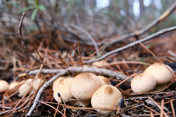 Close up of common puffball mushrooms on forest floor.