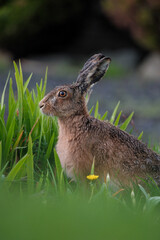 Close Up of a Mother Hare in the Evening