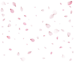 Many sakura petals are swirling in the wind.