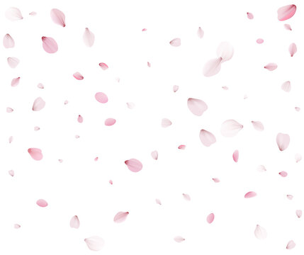 Many sakura petals are swirling in the wind.