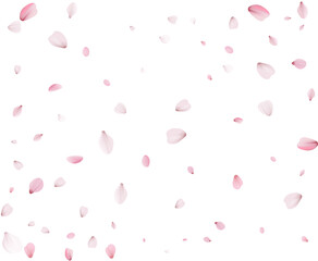 Many Sakura Petals, spring background.
