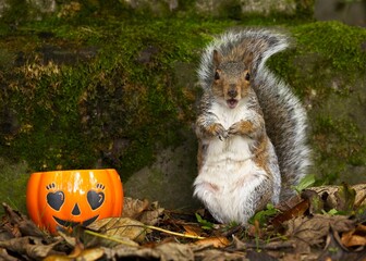 Surprised squirrel with Halloween pumpkin