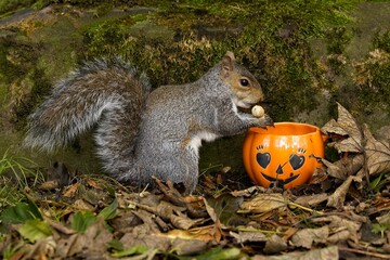 squirrel eating nut at Halloween pumkin