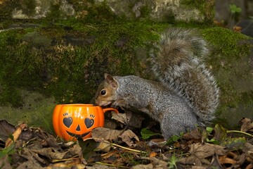 squirrel with Halloween pumkin