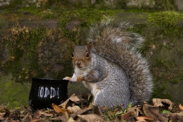 squirrel with cauldron