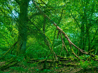 The interior of a forest with lots of greenery and moss on the branches and trees