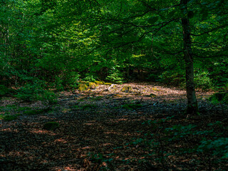 The inside of a forest with lots of greenery and moss on the branches and trees