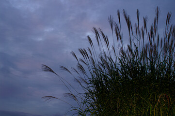 秋の夕暮れ時、ススキのシルエット。横位置。