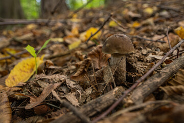 Cossack mushroom growing in the leaves in the forest.