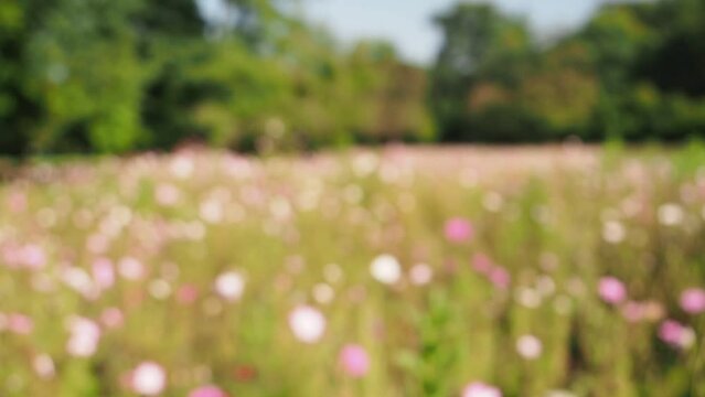 Fondo desenfocado de un campo de flores mecidas  por la brisa en verano.