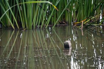 A wooden prism protruding in a pond with reeds.