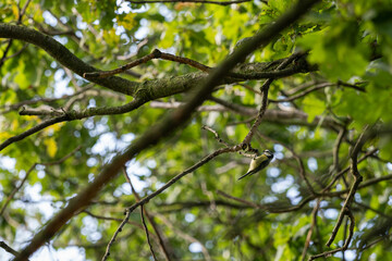 A blue tit examining a branch.