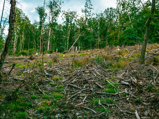 The interior of a forest with lots of greenery and moss on the branches and trees