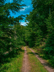 Fototapeta premium A path through a forest in nice weather