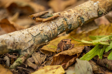 Common toad frog in autumn leaves.