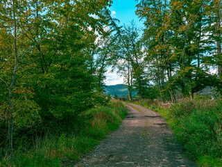 Fototapeta na wymiar A path through a forest in nice weather