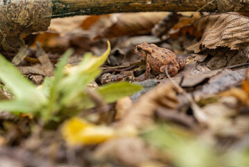 Common toad frog in autumn leaves.