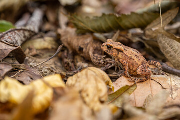 Common toad frog in autumn leaves.