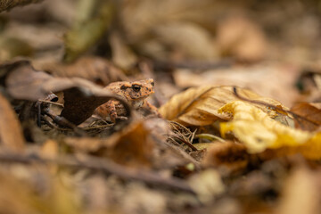 Common toad frog in autumn leaves.