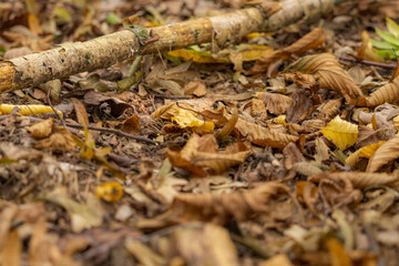 Common toad frog in autumn leaves.
