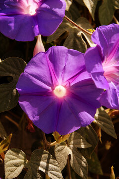 Ipomoea tricolor (Blaue Morgenblume). Nahaufnahme einer lilafarbenen Blüte mit fünf Blütenblättern und einem gelben Staubgefäß. Die Blüte ist von grünen Blättern umgeben.