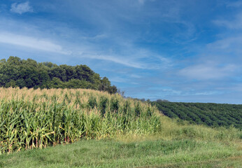 Minnesota corn field
