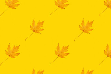 Orange fallen maple leaves pattern on yellow background.