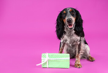 Cute cocker spaniel with gift box sitting on purple background