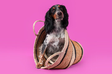 Cute cocker spaniel with wicker basket sitting on purple background