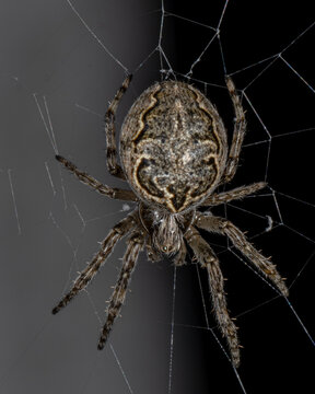 a bridge spider on the web