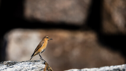 Northern wheatear 
