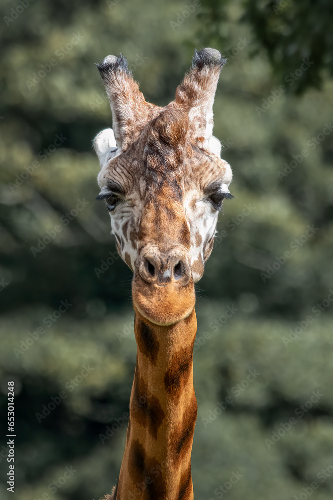 Poster a close up portrait of the head of a giraffe. it is looking straight at the camera with a natural ba