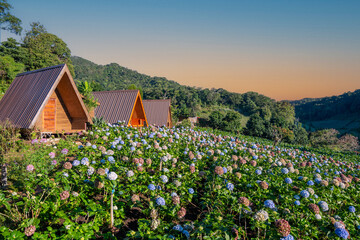 beautiful landscape Hydrangea fields, Chom Thong District, Chiang Mai, Thailand, is one of the best...