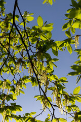 green foliage on hornbeam tree in spring bloom