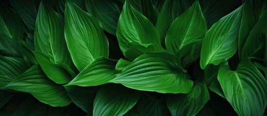 Tropical leaf nature backdrop green texture of Spathiphyllum cannifolium