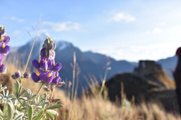Andean chocho on top of a mountain in front of the snow-capped Veronica and the inti punku viewpoint