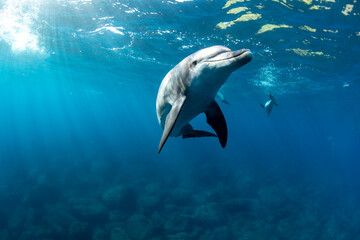 Wild dolphins swimming near the sea surface