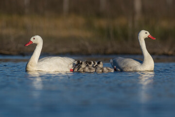 Coscoroba swan with cygnets swimming in a lagoon , La Pampa Province, Patagonia, Argentina.