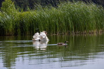 a white swan with feathers living on the lake in the summer