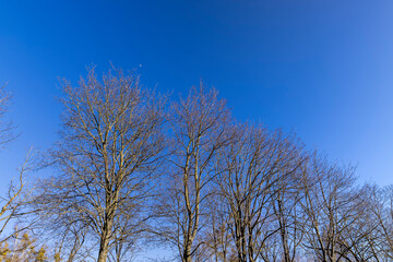 leafless trees in early spring in sunny weather