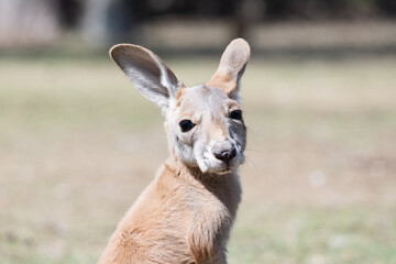 Baby Kangaroo portrait