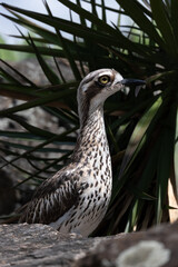 Bush Stone-curlew Portrait