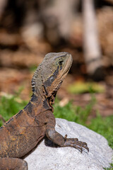 Water Dragon sunbathing