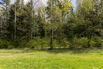 Obraz premium deciduous trees with green foliage in the spring season