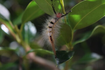 White-Marked Tussock Moth Caterpillar
