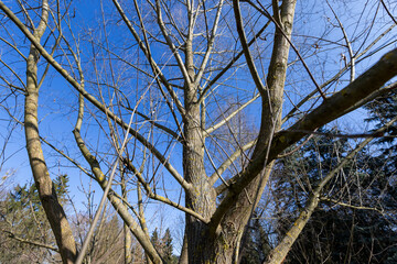 leafless trees in the spring season