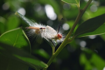 White-Marked Tussock Moth Caterpillar