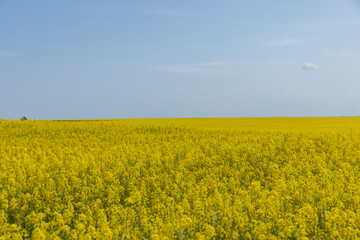 rapeseed blooming with yellow flowers in the spring season