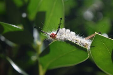 White-Marked Tussock Moth Caterpillar